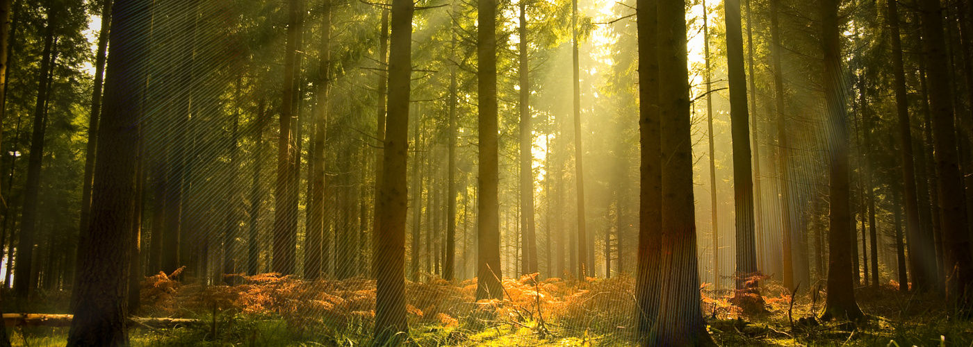 Systemy ochrony lasów